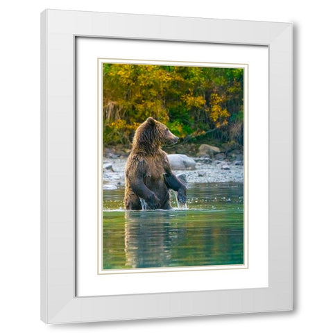 Alaska- Lake Clark. Grizzly bear stands up in the water. White Modern Wood Framed Art Print with Double Matting by Muir, Janet