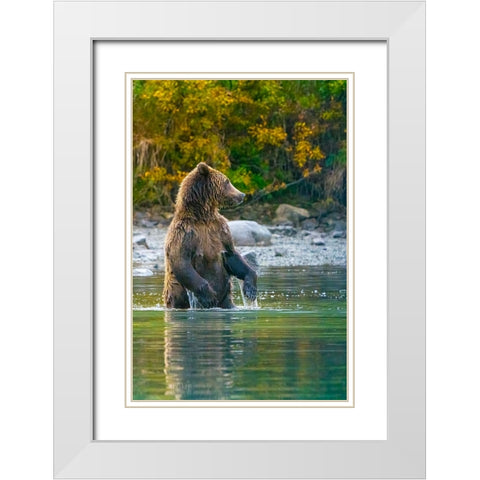 Alaska- Lake Clark. Grizzly bear stands up in the water. White Modern Wood Framed Art Print with Double Matting by Muir, Janet