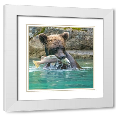 Alaska- Lake Clark. Grizzly bear holds fish while sitting in the water. White Modern Wood Framed Art Print with Double Matting by Muir, Janet