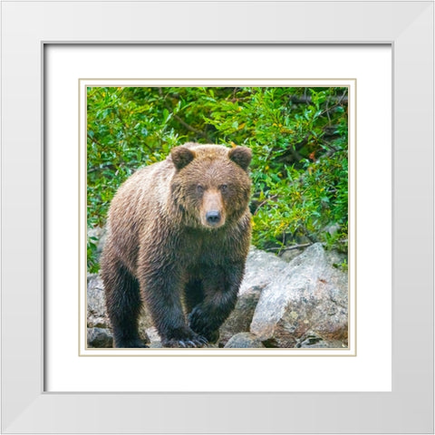 Alaska- Lake Clark. Walking grizzly bear with green foliage in background. White Modern Wood Framed Art Print with Double Matting by Muir, Janet