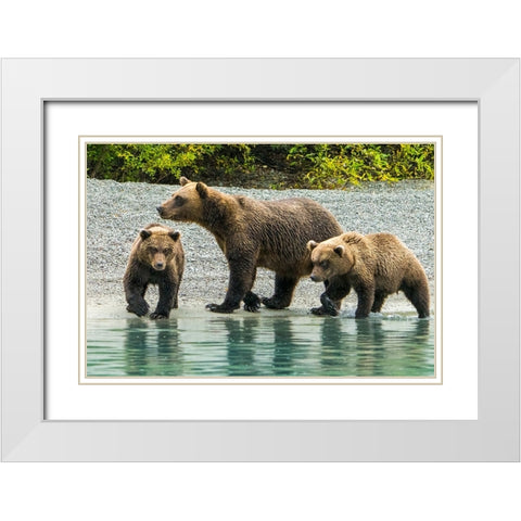 Alaska- Lake Clark. Mom and two cubs walking along the shoreline. White Modern Wood Framed Art Print with Double Matting by Muir, Janet