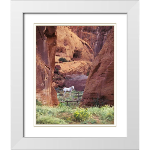 AZ, White Mts, Canyon de Chelly, White horse White Modern Wood Framed Art Print with Double Matting by Rotenberg, Nancy