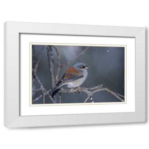 AZ, Madera Canyon Yellow-eyed junco in snowstorm White Modern Wood Framed Art Print with Double Matting by Welling, Dave
