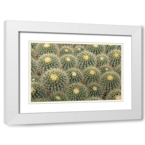 Arizona, Tucson Cactus at Bachs Cactus Nursery White Modern Wood Framed Art Print with Double Matting by Paulson, Don