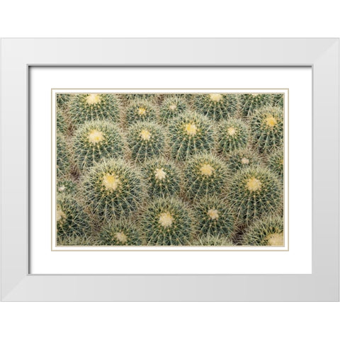Arizona, Tucson Cactus at Bachs Cactus Nursery White Modern Wood Framed Art Print with Double Matting by Paulson, Don