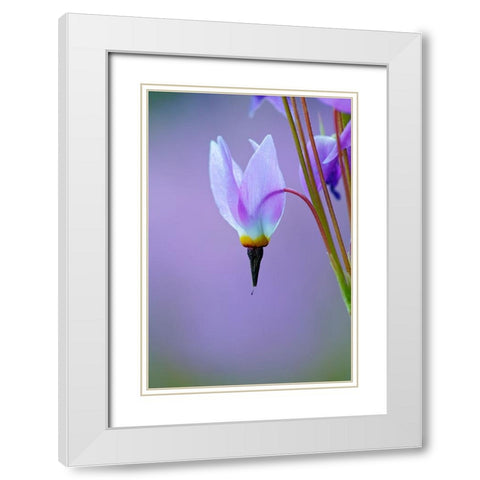 Meadow of Jeffreys Shooting star flowers-Tuolumne Meadows-Yosemite National Park-California White Modern Wood Framed Art Print with Double Matting by Jones, Adam
