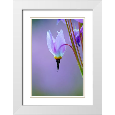 Meadow of Jeffreys Shooting star flowers-Tuolumne Meadows-Yosemite National Park-California White Modern Wood Framed Art Print with Double Matting by Jones, Adam