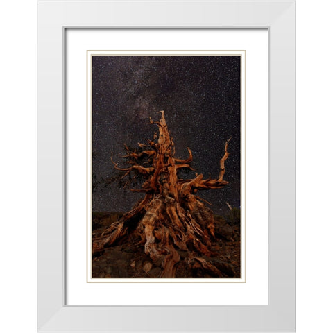 Bristlecone pine and Milky Way-White Mountains-Inyo National Forest-California White Modern Wood Framed Art Print with Double Matting by Jones, Adam