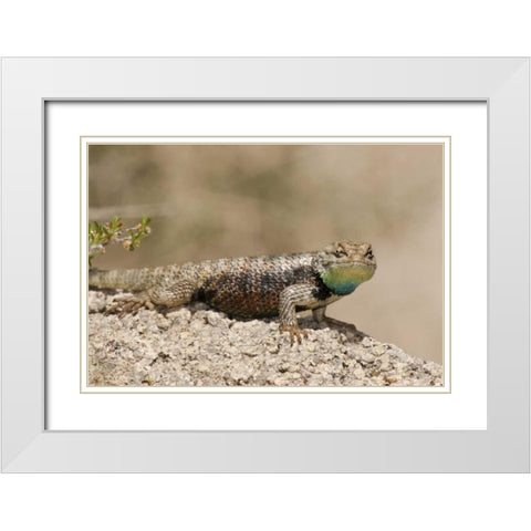 CA, Joshua Tree NPYellow-backed spiny lizard White Modern Wood Framed Art Print with Double Matting by Welling, Dave