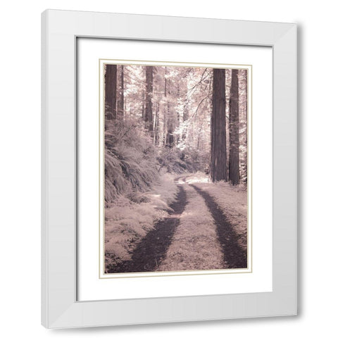 California Redwood National Park-infrared of Redwood forest along the old Pacific Highway White Modern Wood Framed Art Print with Double Matting by Eggers, Terry