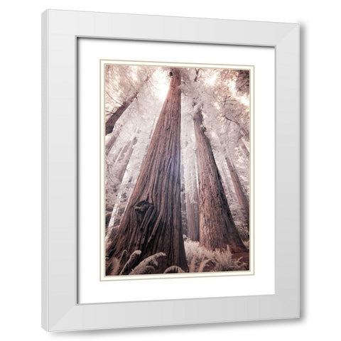 California Redwood National Park-infrared of Redwood forest White Modern Wood Framed Art Print with Double Matting by Eggers, Terry