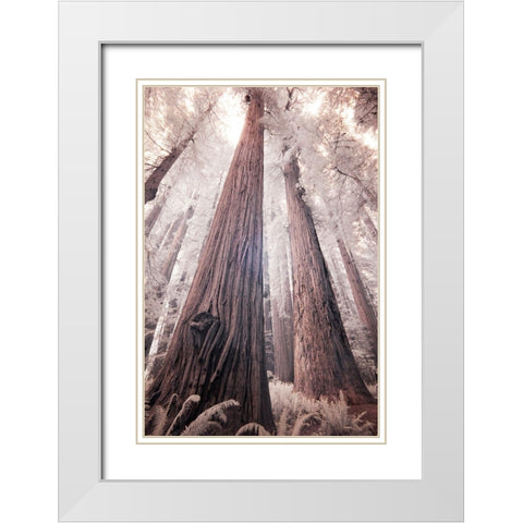 California Redwood National Park-infrared of Redwood forest White Modern Wood Framed Art Print with Double Matting by Eggers, Terry