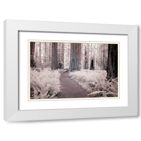 California Redwood National Park-infrared of Redwood forest along hiking trail White Modern Wood Framed Art Print with Double Matting by Eggers, Terry