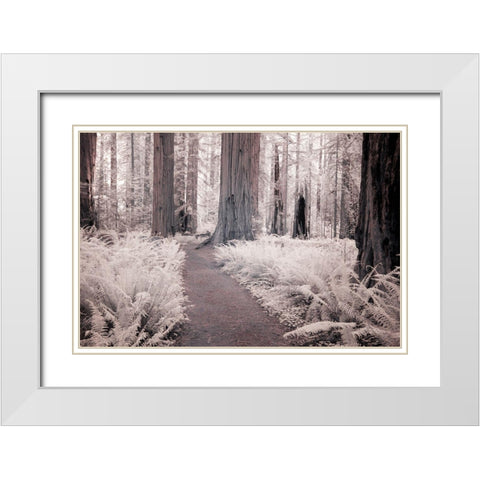 California Redwood National Park-infrared of Redwood forest along hiking trail White Modern Wood Framed Art Print with Double Matting by Eggers, Terry