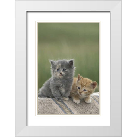 CO, Divide Barn kittens pose on a horse blanket White Modern Wood Framed Art Print with Double Matting by Grall, Don