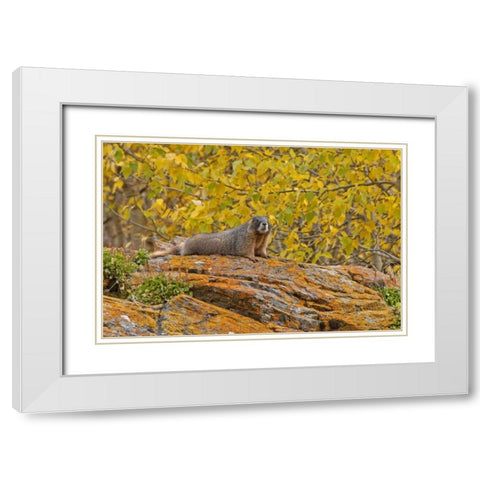 CO, Rocky Mts Yellow-bellied marmot on an autumm White Modern Wood Framed Art Print with Double Matting by Illg, Cathy and Gordon