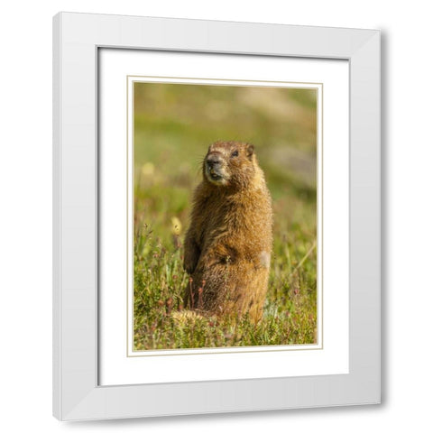 CO, San Juan Mts Yellow-bellied marmot in grass White Modern Wood Framed Art Print with Double Matting by Illg, Cathy and Gordon
