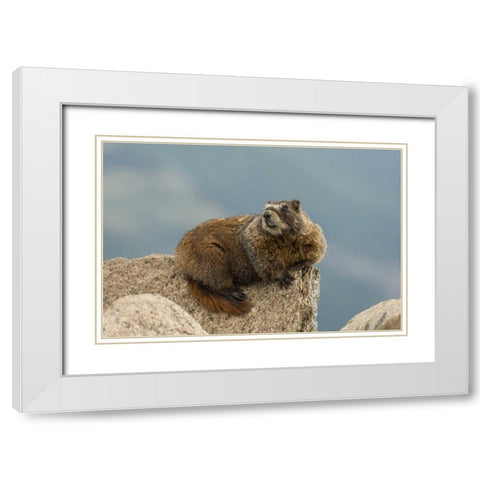 CO, San Juan Mts Yellow-bellied marmot on rock White Modern Wood Framed Art Print with Double Matting by Illg, Cathy and Gordon