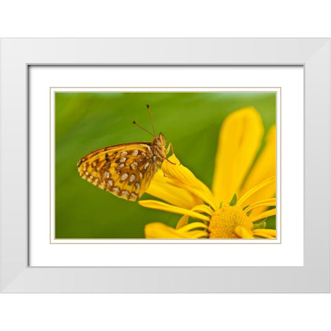 USA, Colorado Skipper butterfly on sunflower White Modern Wood Framed Art Print with Double Matting by Rotenberg, Nancy