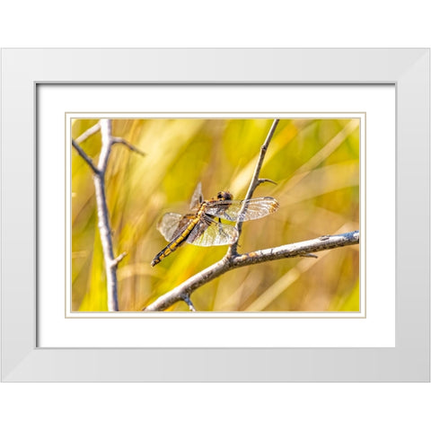 USA-Colorado-Boulder Dragonfly on stem White Modern Wood Framed Art Print with Double Matting by Jaynes Gallery