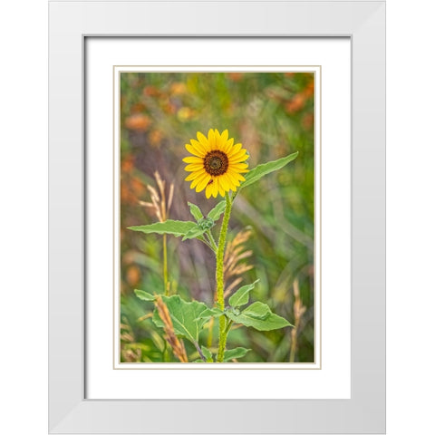 USA-Colorado-Windsor Close-up of sunflower White Modern Wood Framed Art Print with Double Matting by Jaynes Gallery