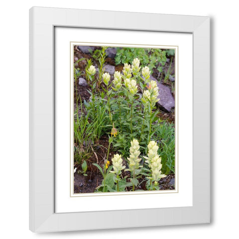 USA-Colorado-Uncompahgre National Forest Yellow paintbrush flowers close-up White Modern Wood Framed Art Print with Double Matting by Jaynes Gallery