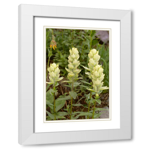 USA-Colorado-Uncompahgre National Forest Yellow paintbrush flowers close-up White Modern Wood Framed Art Print with Double Matting by Jaynes Gallery