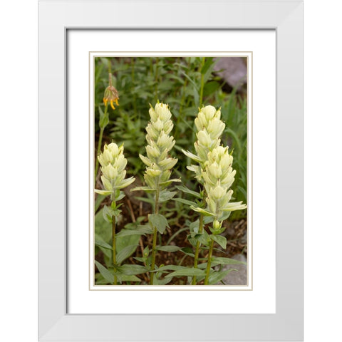 USA-Colorado-Uncompahgre National Forest Yellow paintbrush flowers close-up White Modern Wood Framed Art Print with Double Matting by Jaynes Gallery
