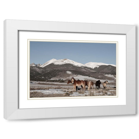 USA-Colorado-Music Meadows Ranch Herd of horses with Rocky Mountains in the distance White Modern Wood Framed Art Print with Double Matting by Hopkins, Cindy Miller