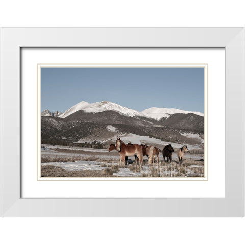 USA-Colorado-Music Meadows Ranch Herd of horses with Rocky Mountains in the distance White Modern Wood Framed Art Print with Double Matting by Hopkins, Cindy Miller