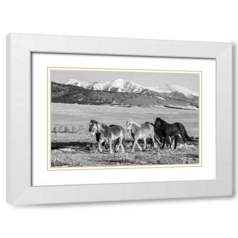 USA-Colorado-Westcliffe Music Meadows Ranch Herd of horses with Rocky Mountains in the distance White Modern Wood Framed Art Print with Double Matting by Hopkins, Cindy Miller