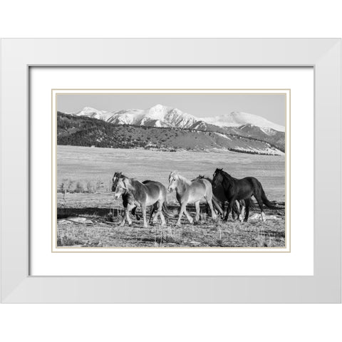 USA-Colorado-Westcliffe Music Meadows Ranch Herd of horses with Rocky Mountains in the distance White Modern Wood Framed Art Print with Double Matting by Hopkins, Cindy Miller