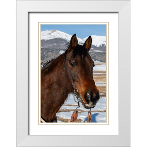 USA-Colorado-Westcliffe Music Meadows Ranch Bay ranch horse White Modern Wood Framed Art Print with Double Matting by Hopkins, Cindy Miller