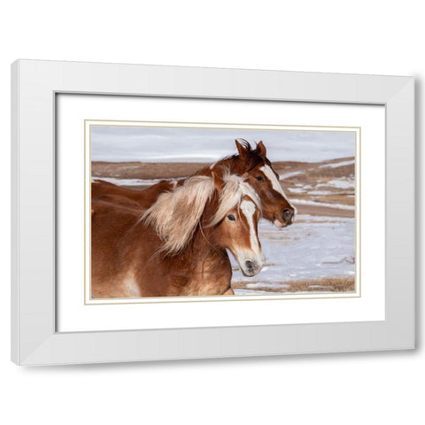 USA-Colorado-Westcliffe Music Meadows Ranch Ranch horses in winter White Modern Wood Framed Art Print with Double Matting by Hopkins, Cindy Miller