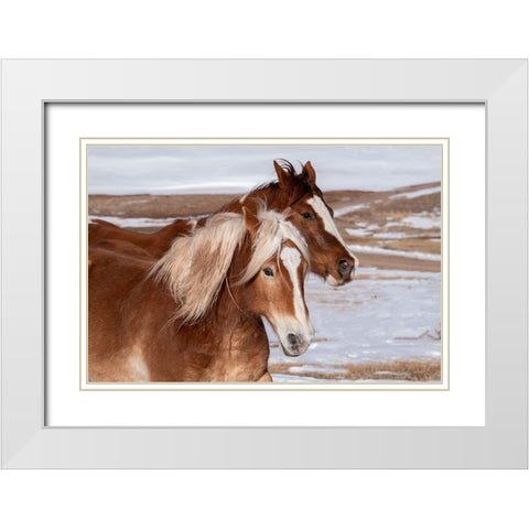 USA-Colorado-Westcliffe Music Meadows Ranch Ranch horses in winter White Modern Wood Framed Art Print with Double Matting by Hopkins, Cindy Miller
