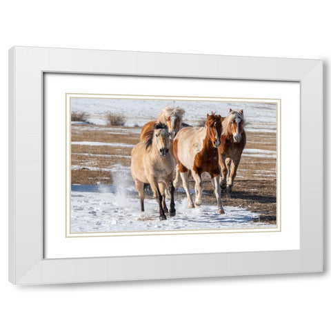 USA-Colorado-Westcliffe Music Meadows Ranch Herd of mixed breed horses running in the snow White Modern Wood Framed Art Print with Double Matting by Hopkins, Cindy Miller