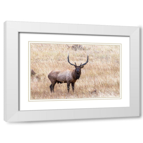 USA-bull elk White Modern Wood Framed Art Print with Double Matting by Theodore, George and Marilu