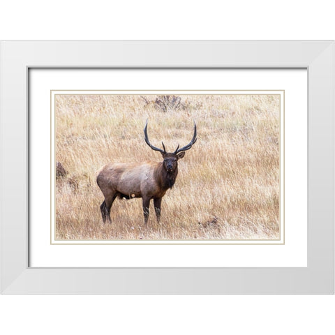 USA-bull elk White Modern Wood Framed Art Print with Double Matting by Theodore, George and Marilu
