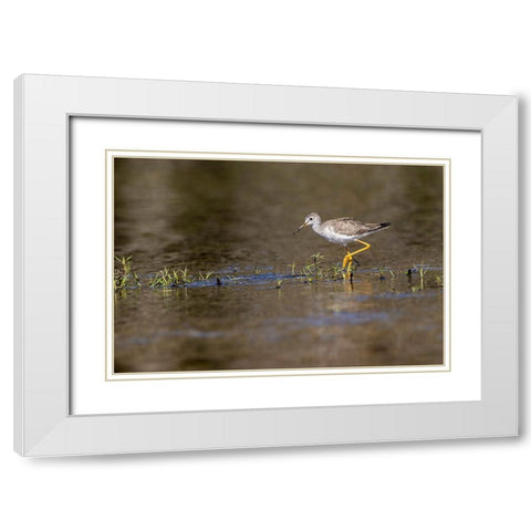 Lesser yellowlegs-Myakka River State Park-Florida White Modern Wood Framed Art Print with Double Matting by Jones, Adam