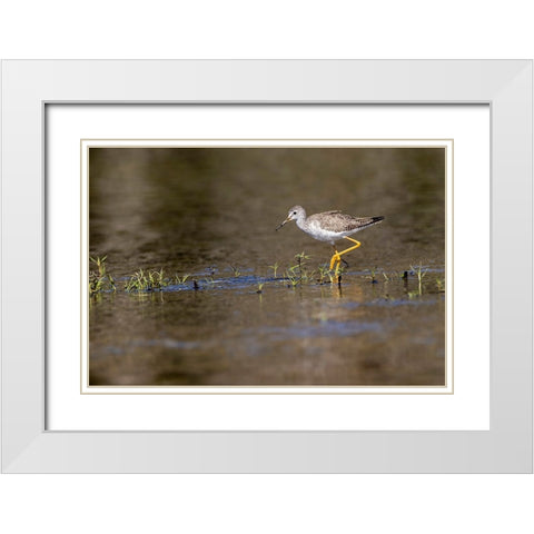 Lesser yellowlegs-Myakka River State Park-Florida White Modern Wood Framed Art Print with Double Matting by Jones, Adam