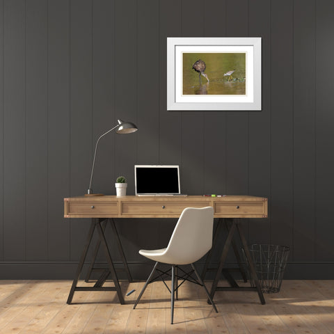 Limpkin and Lesser yellowlegs feeding Myakka River State Park-Florida White Modern Wood Framed Art Print with Double Matting by Jones, Adam
