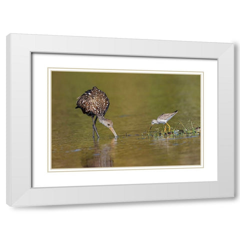 Limpkin and Lesser yellowlegs feeding Myakka River State Park-Florida White Modern Wood Framed Art Print with Double Matting by Jones, Adam