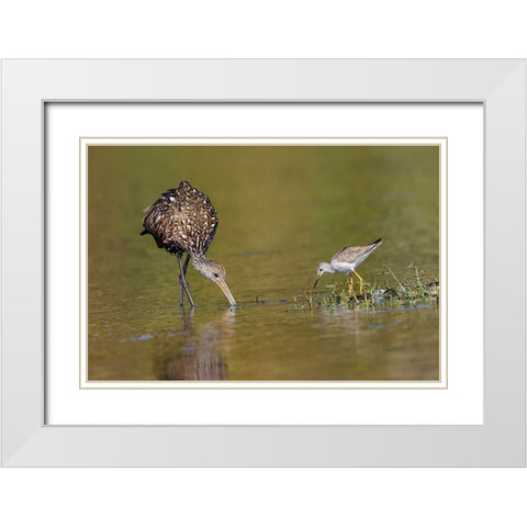 Limpkin and Lesser yellowlegs feeding Myakka River State Park-Florida White Modern Wood Framed Art Print with Double Matting by Jones, Adam