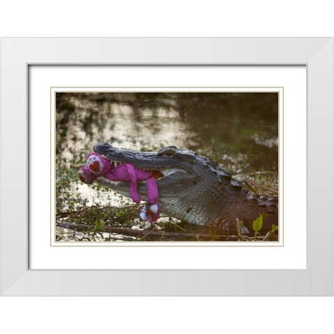 FL, Everglades NP American alligator with a toy White Modern Wood Framed Art Print with Double Matting by Kaveney, Wendy