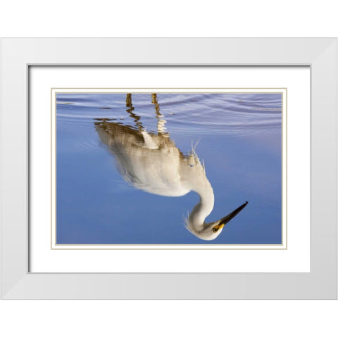 FL, Everglades NP Reflection of snowy egret White Modern Wood Framed Art Print with Double Matting by Kaveney, Wendy