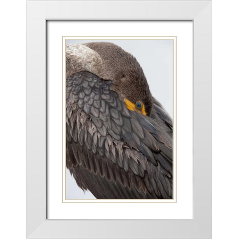 FL, Everglades NP Double-crested cormorant White Modern Wood Framed Art Print with Double Matting by Kaveney, Wendy