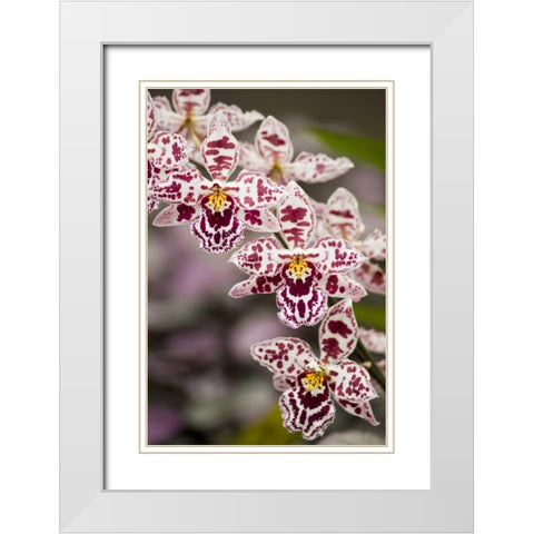 Hawaii, Hilo A spray of orchids growing White Modern Wood Framed Art Print with Double Matting by Kaveney, Wendy