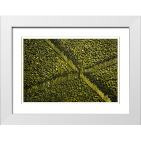 HI, Hilo Aerial view of Macadamia Nut Farm trees White Modern Wood Framed Art Print with Double Matting by Kaveney, Wendy