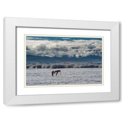 Horse grazing in winter with Bighole Mountains in the distance-Teton Valley-Idaho White Modern Wood Framed Art Print with Double Matting by Garber, Howie