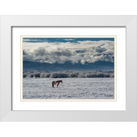 Horse grazing in winter with Bighole Mountains in the distance-Teton Valley-Idaho White Modern Wood Framed Art Print with Double Matting by Garber, Howie